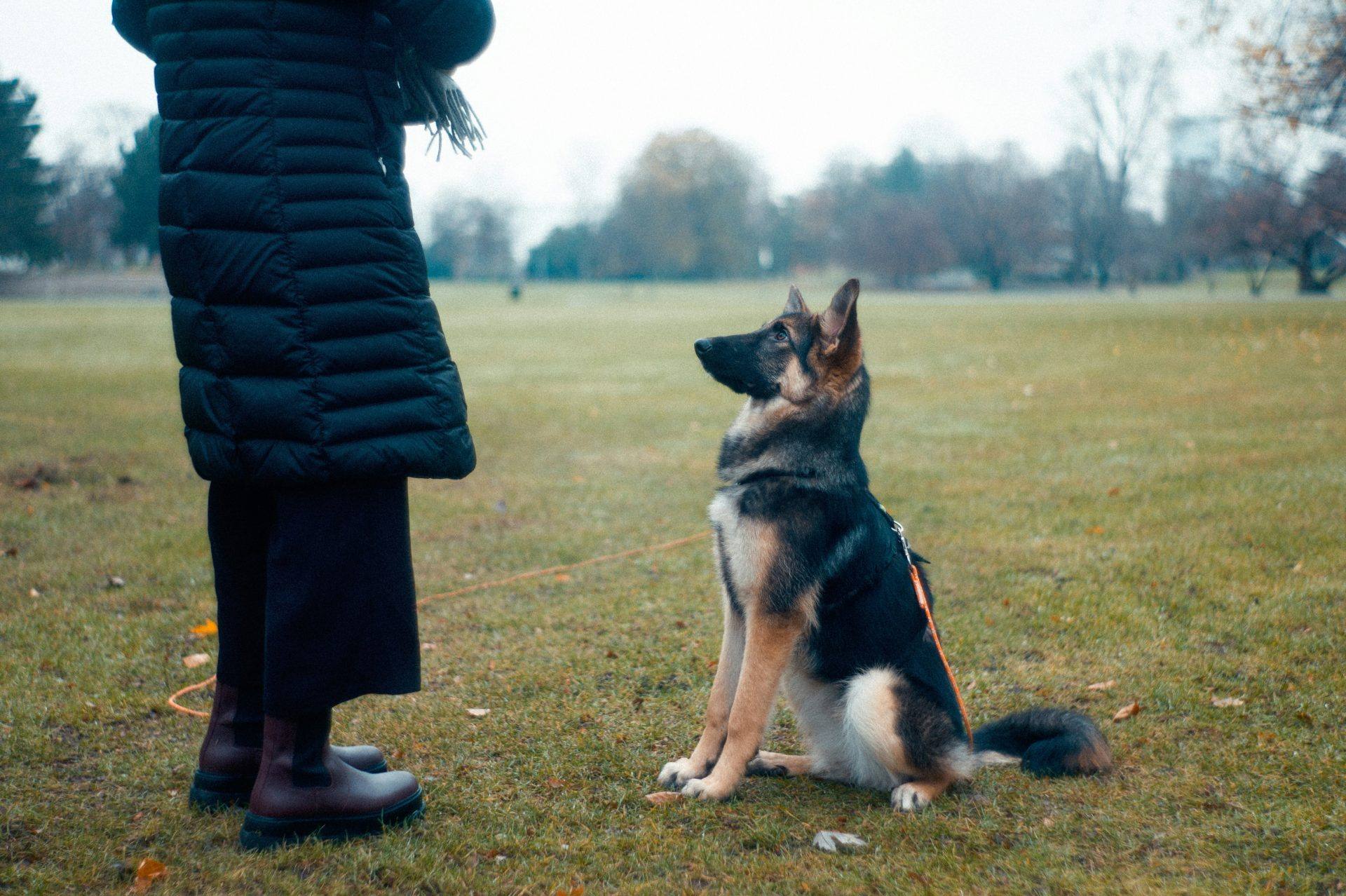 German Shepherd sitting attentively in front of a person