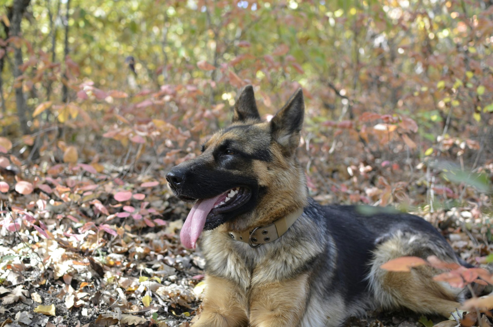 German Shepherd lying among autumn leaves, tongue out.