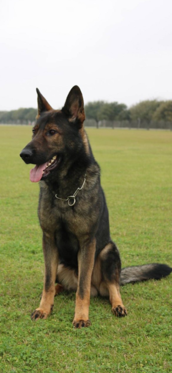 German Shepherd sitting on grass in the field