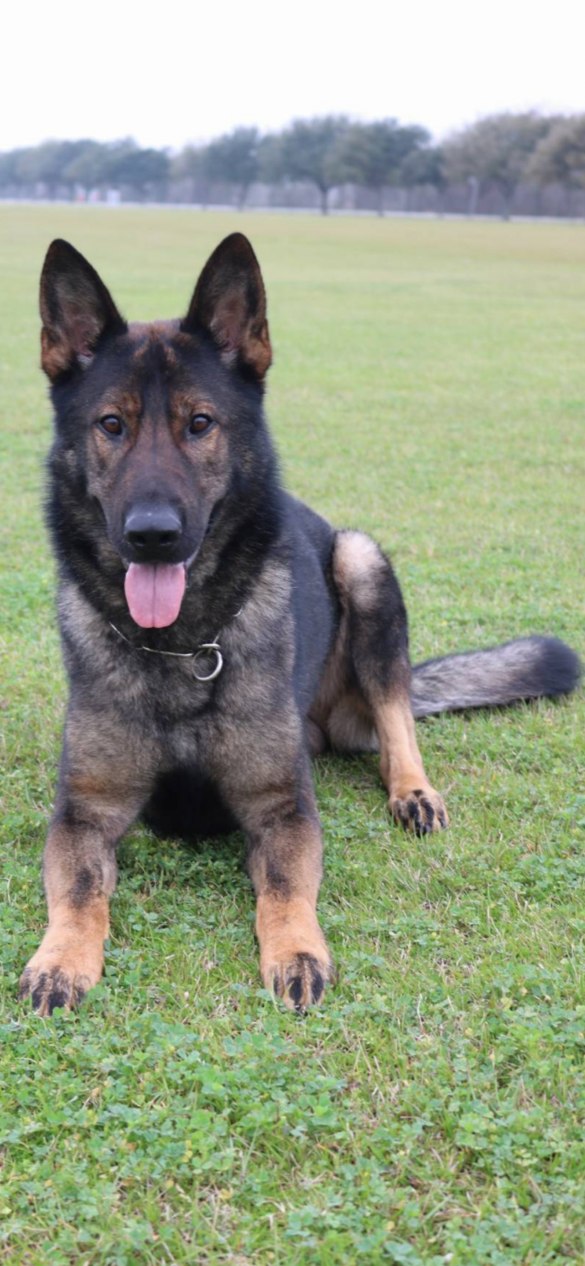 German Shepherd lying down on grass, tongue out.
