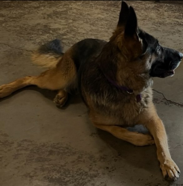 German Shepherd lying on the floor, looking sideways.