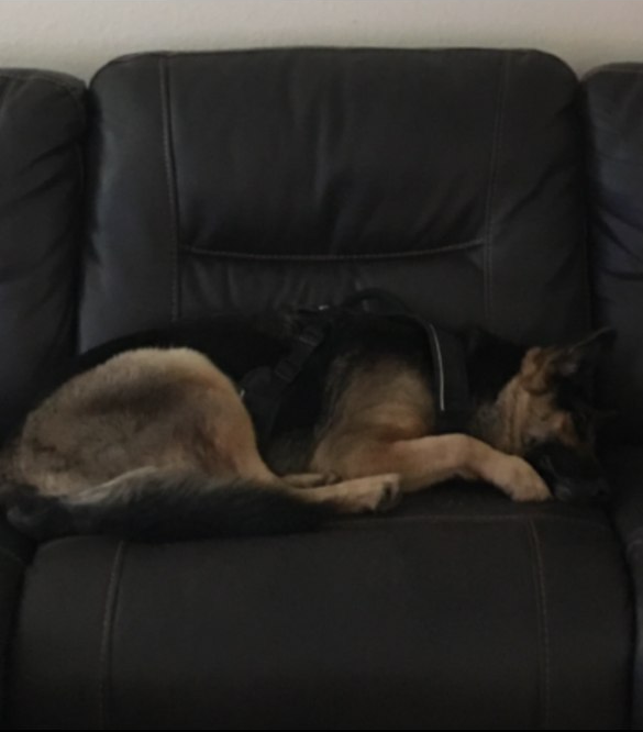 German Shepherd sleeping on a black leather couch