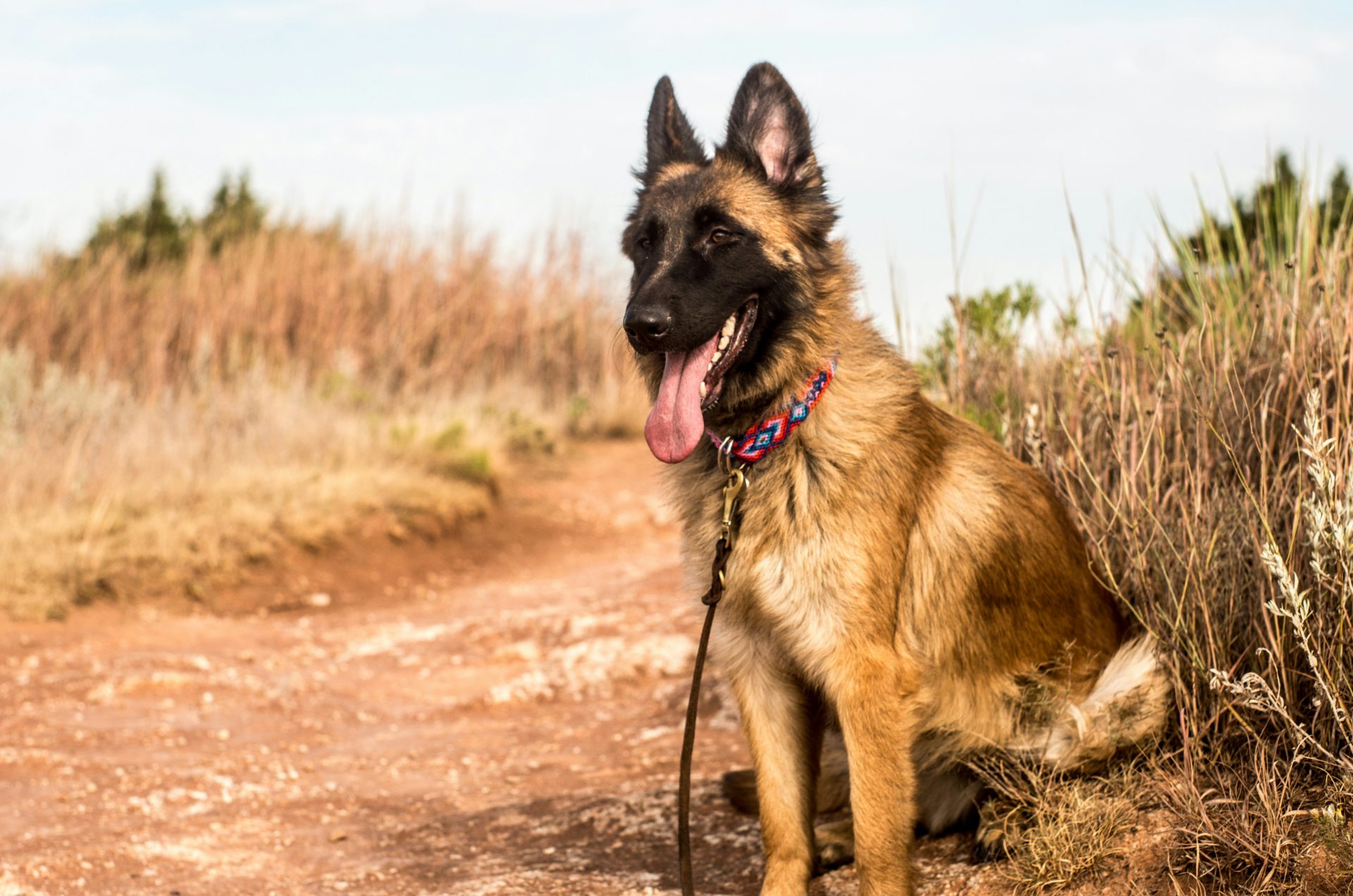 Belgian Malinois sitting on a dirt path