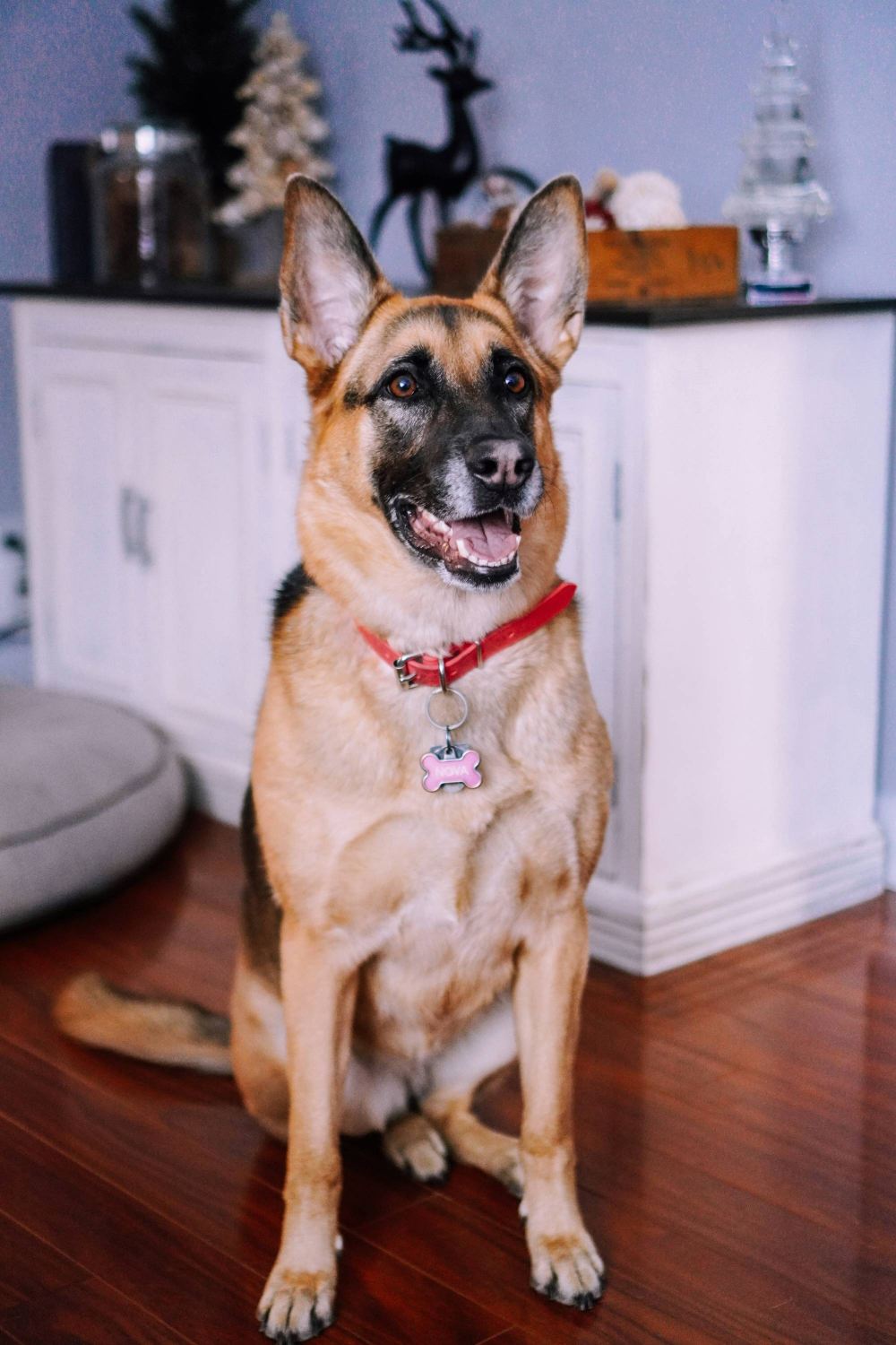 German Shepherd sitting indoors with red collar on