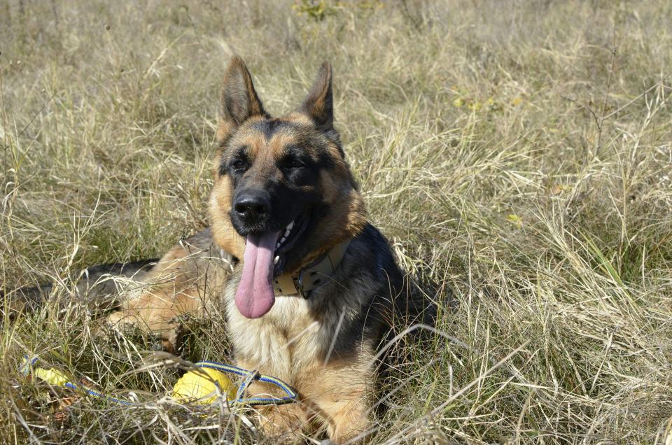 German Shepherd resting in a grassy field, tongue out.