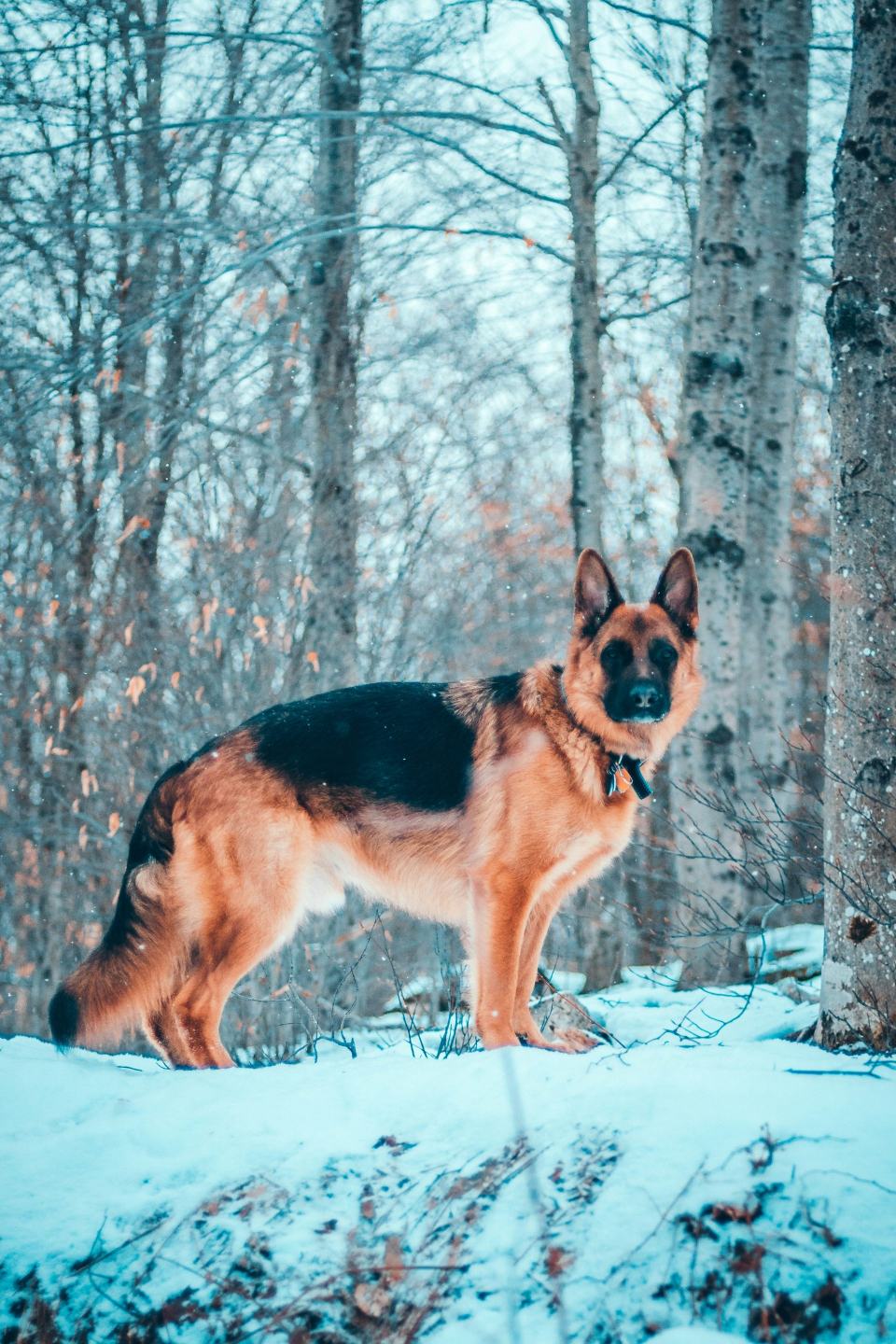 German Shepherd standing in a snowy forest