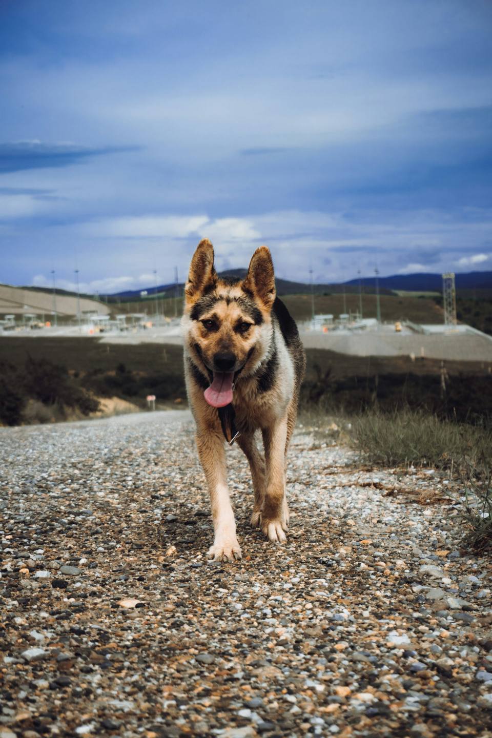 German Shepherd walking on gravel road under blue sky