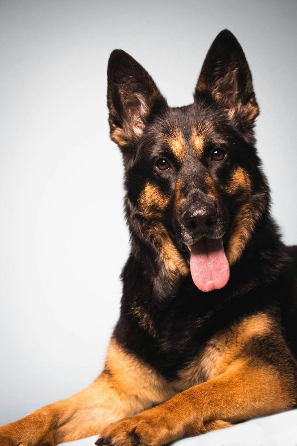 German Shepherd with black fur close-up indoors