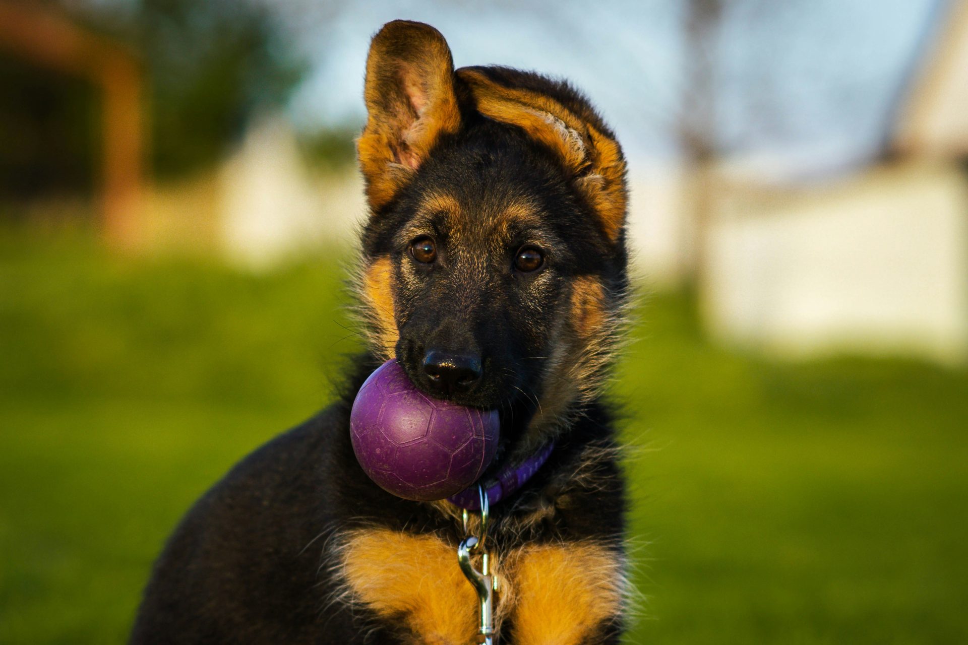 German Shepherd puppy with purple ball in its mouth