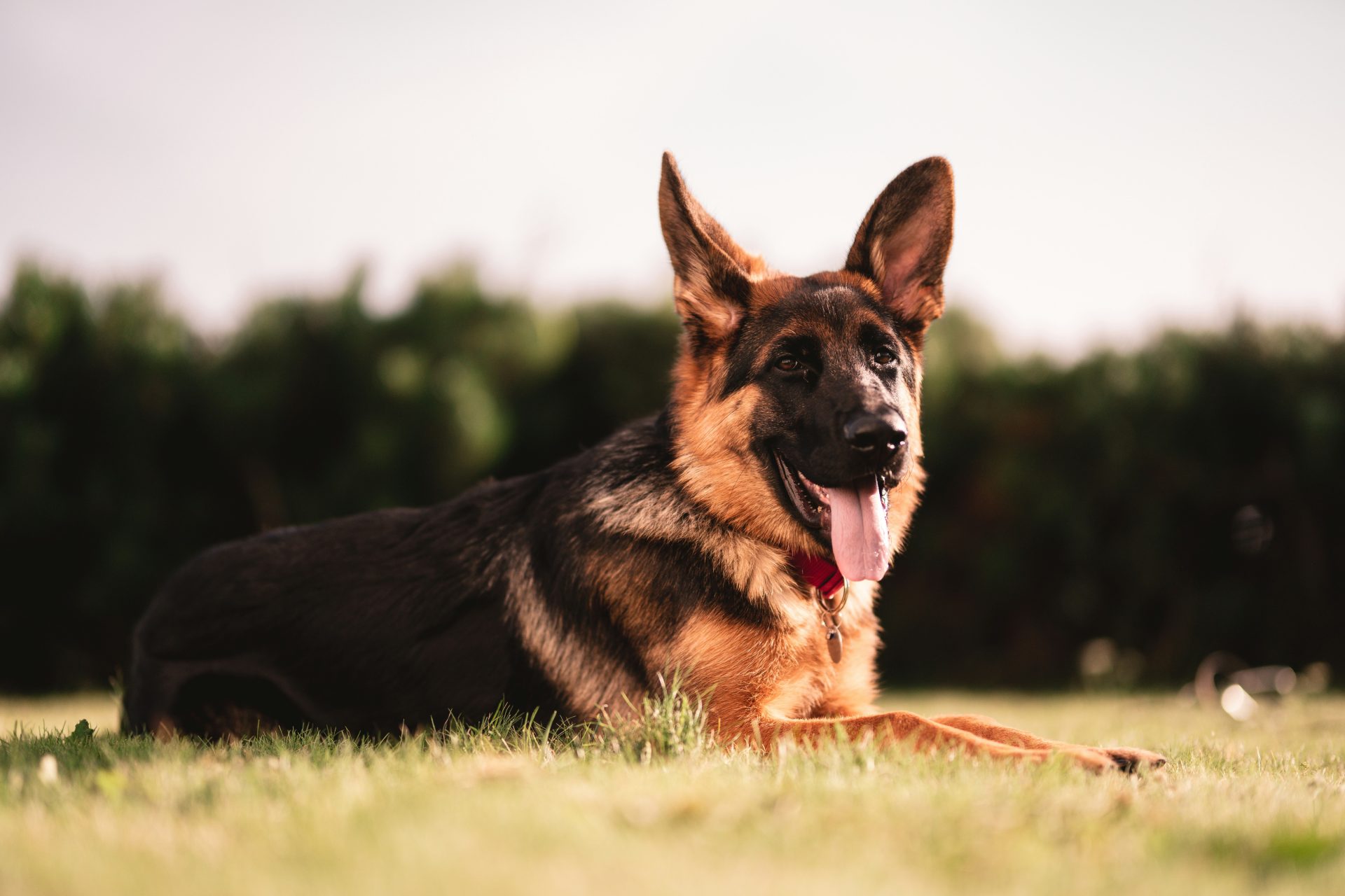 German Shepherd lying on grass with tongue out