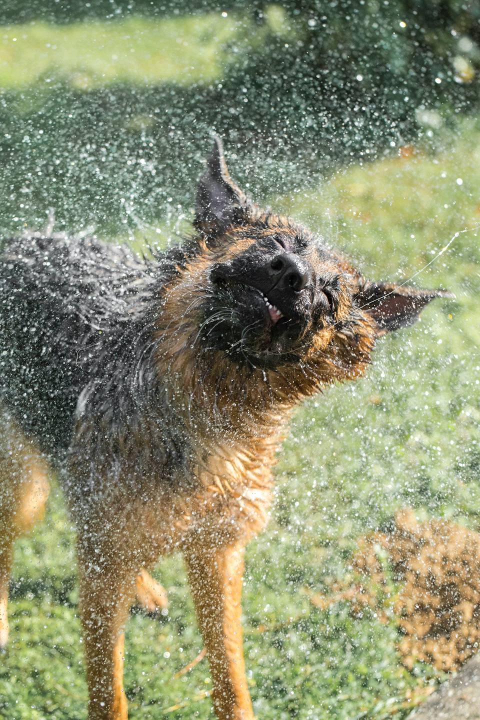 German Shepherd shaking off water after bath