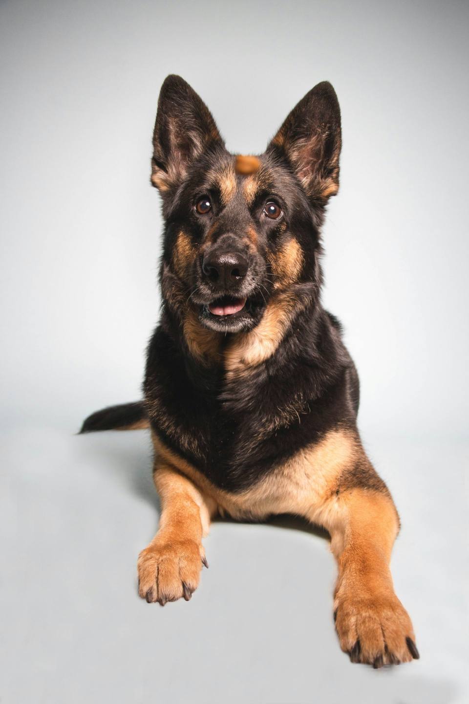 German Shepherd lying down on white background indoors