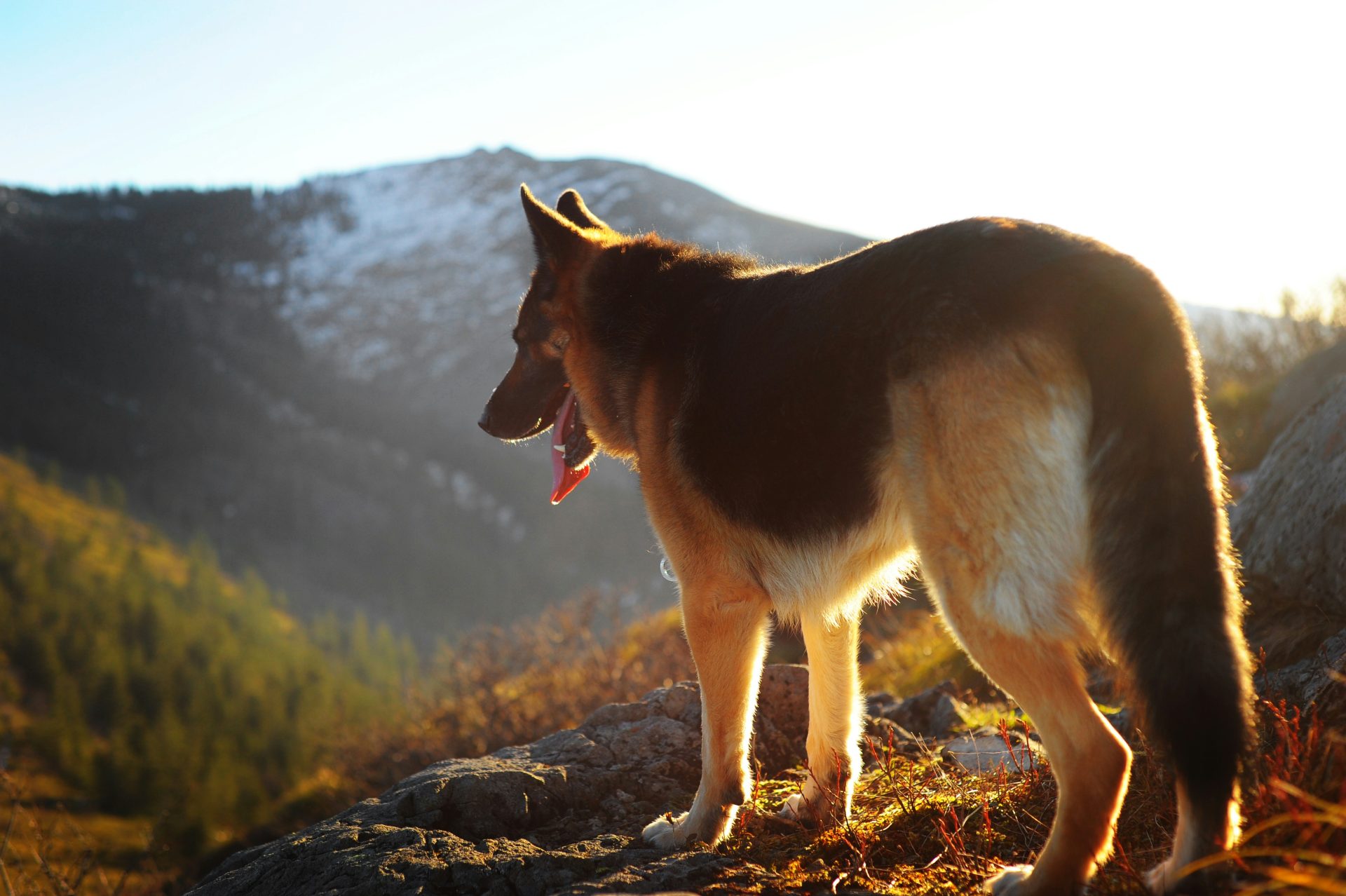 German Shepherd overlooking mountains in the sunset.