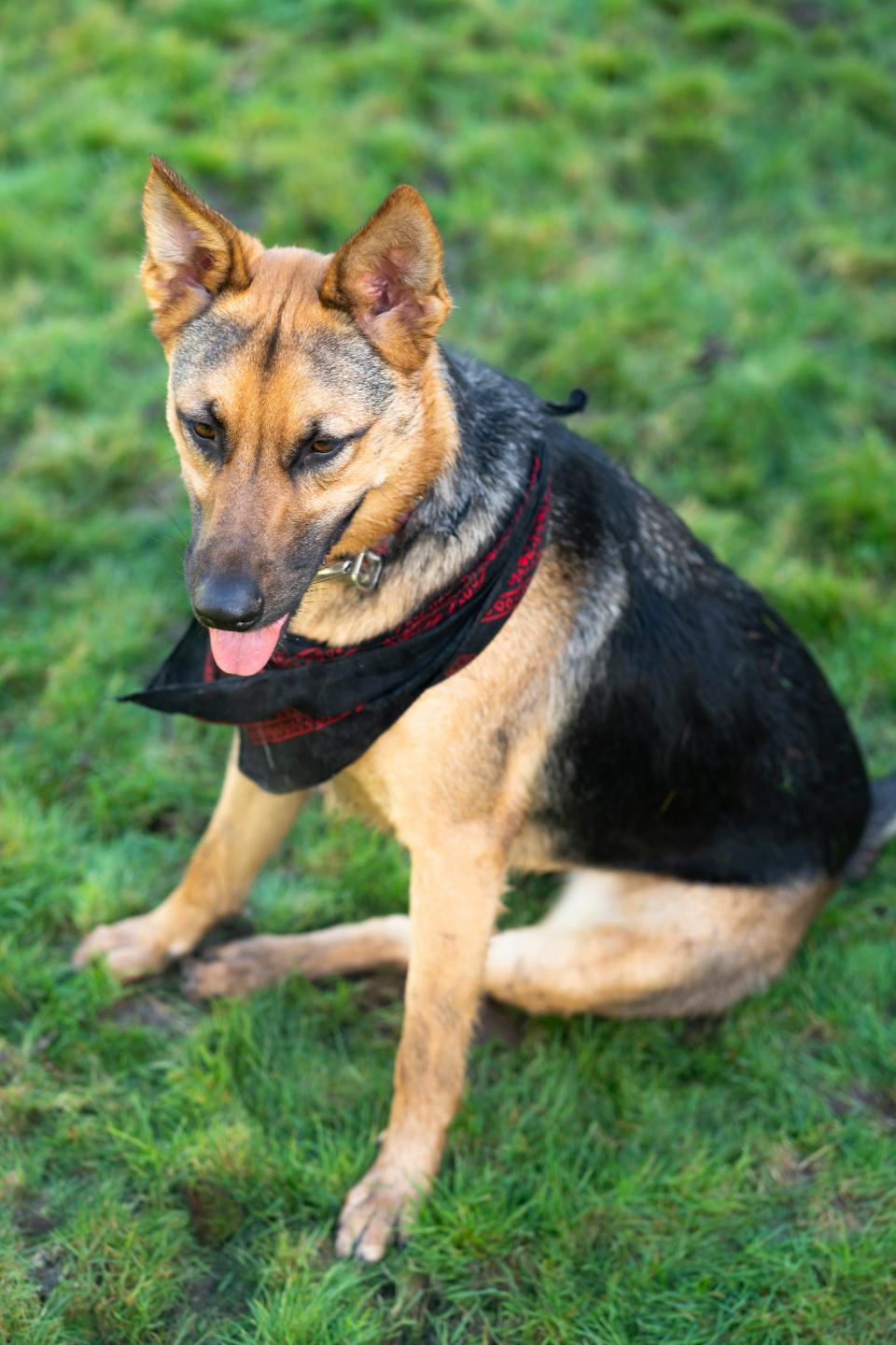 German Shepherd sitting on grass with black scarf.