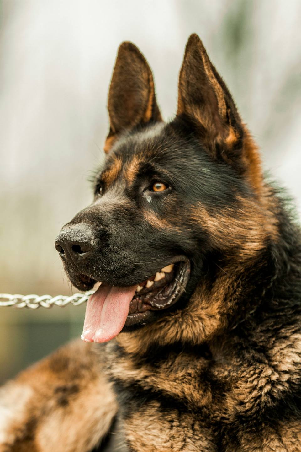German Shepherd on a chain leash close-up outdoors.