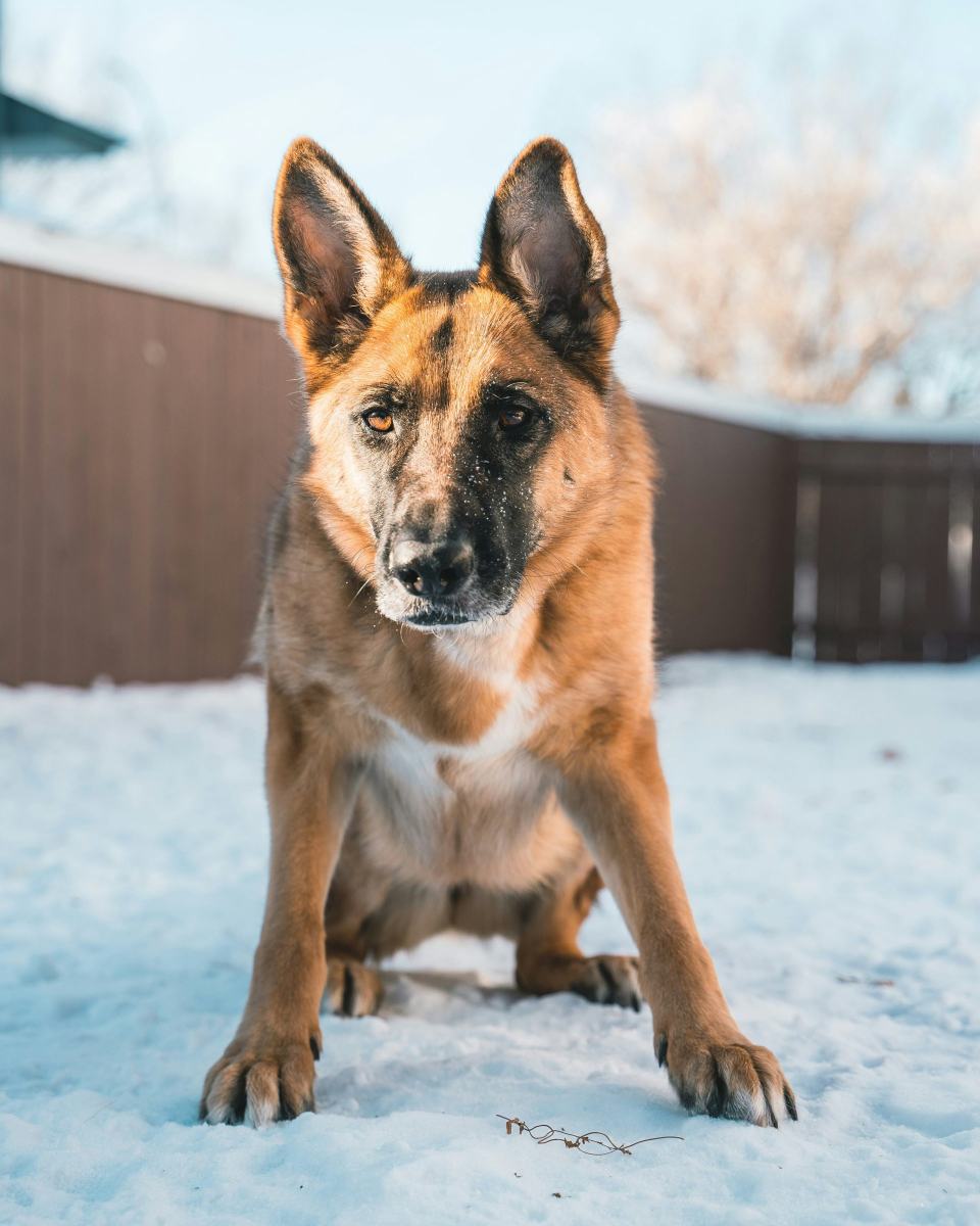 German Shepherd in snow, crouching and focused