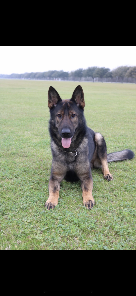  a german shepard dog 