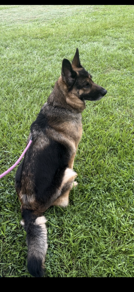  a german shepard dog 