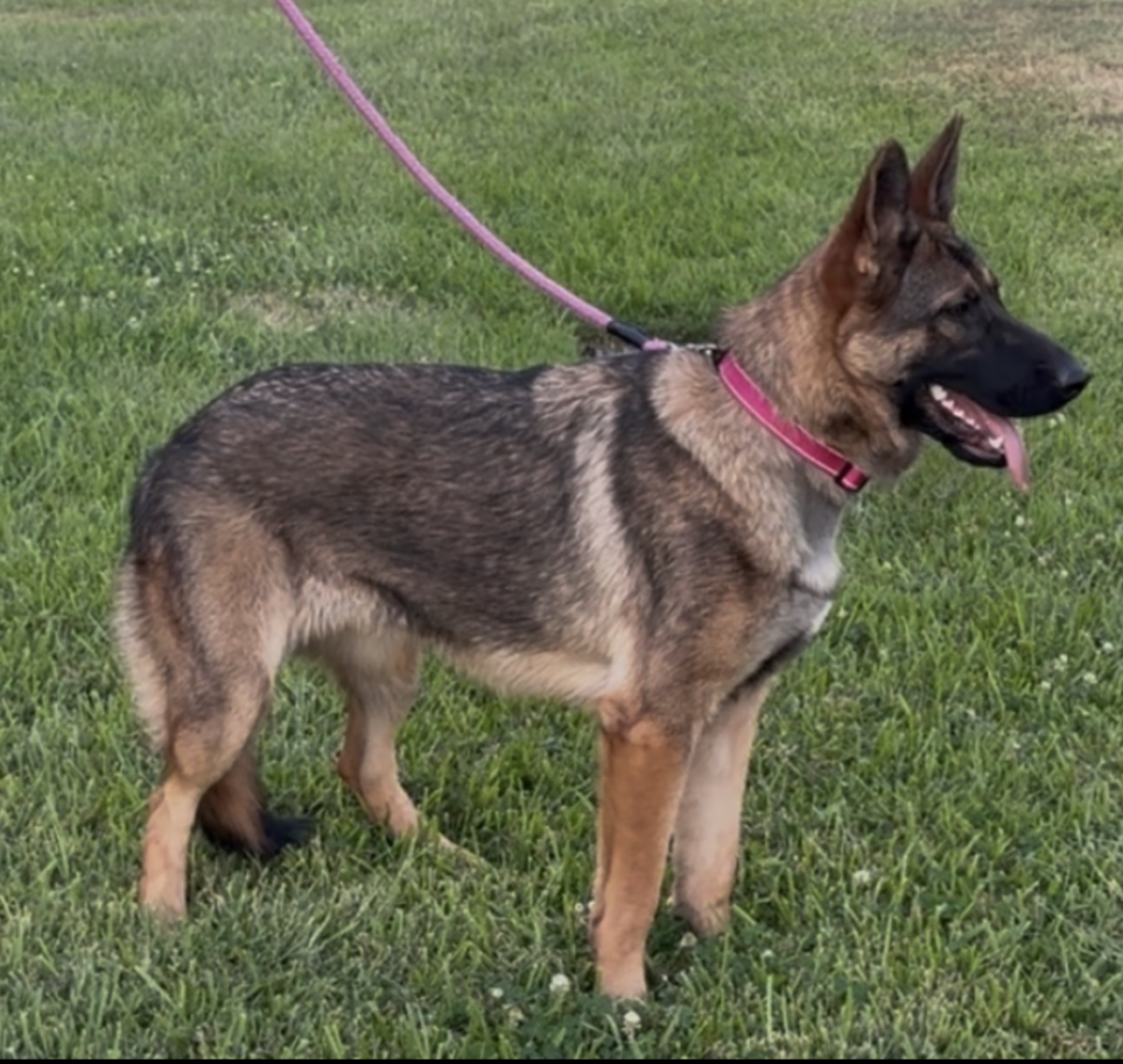 a german shepard dog with red band in garden