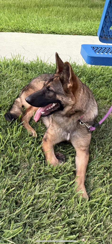 a german shepard dog with red band in garden