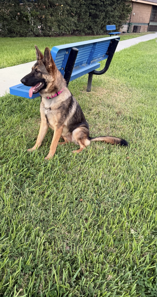 a german shepard dog with red band in garden