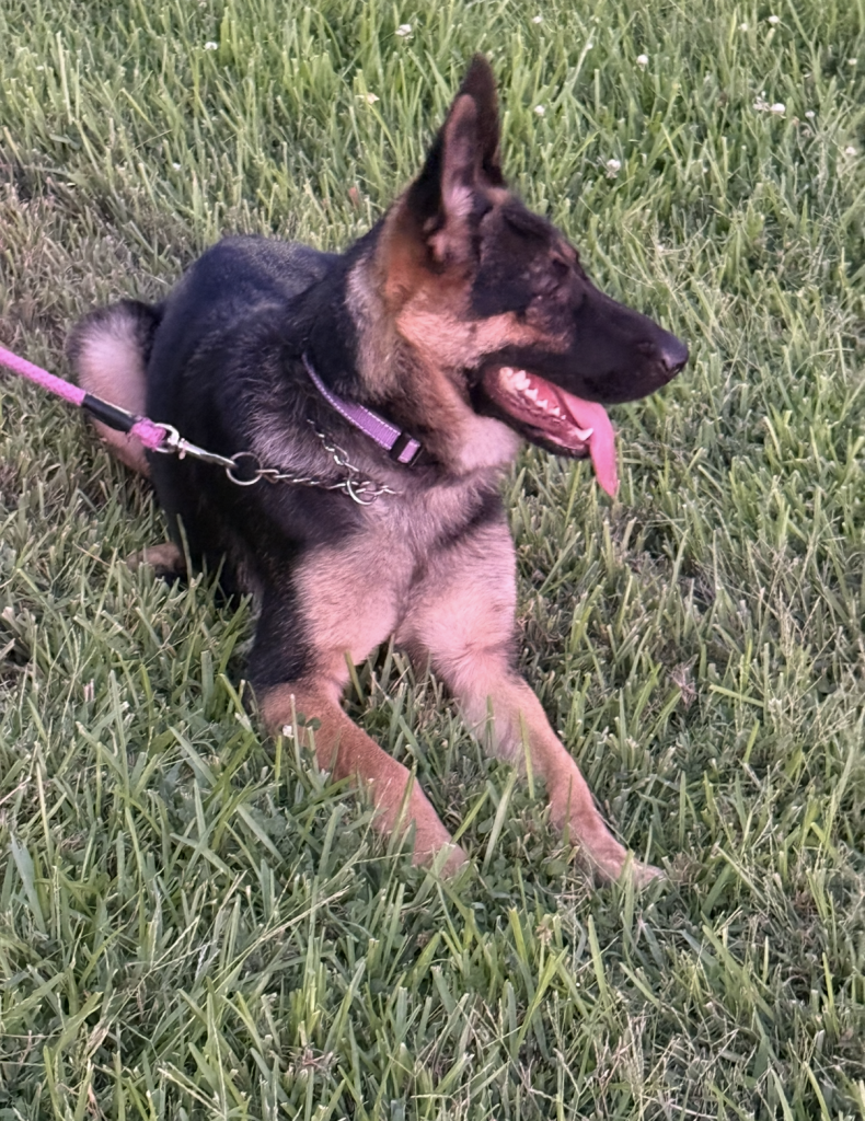 a german shepard dog with red band in garden