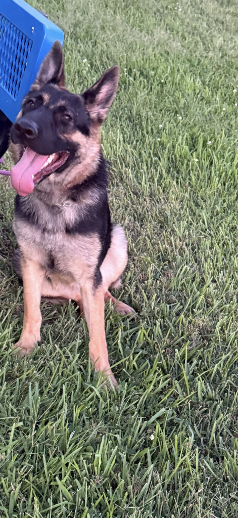 a german shepard dog with red band in garden