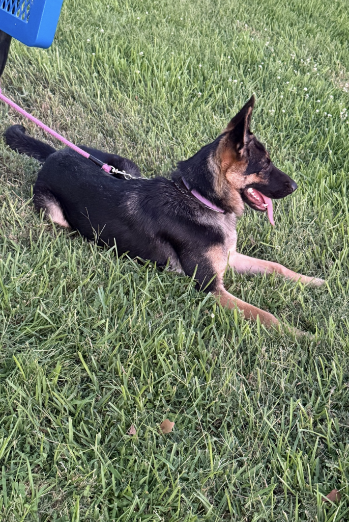 a german shepard dog with red band in garden