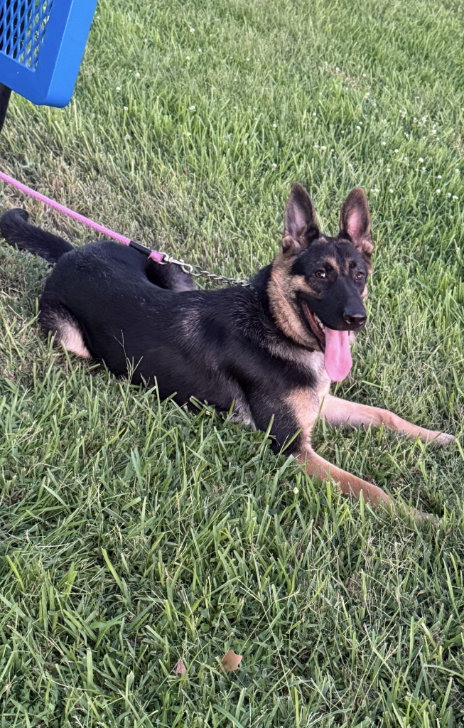 a german shepard dog with red band in garden
